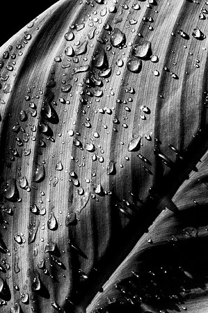 Canna Lilly